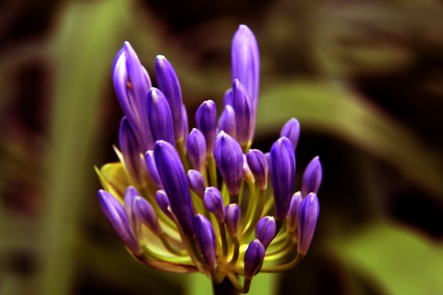 鋒薩拉赫的 鋒薩拉赫的