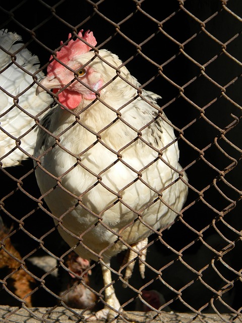 击火力以及 击火力以及